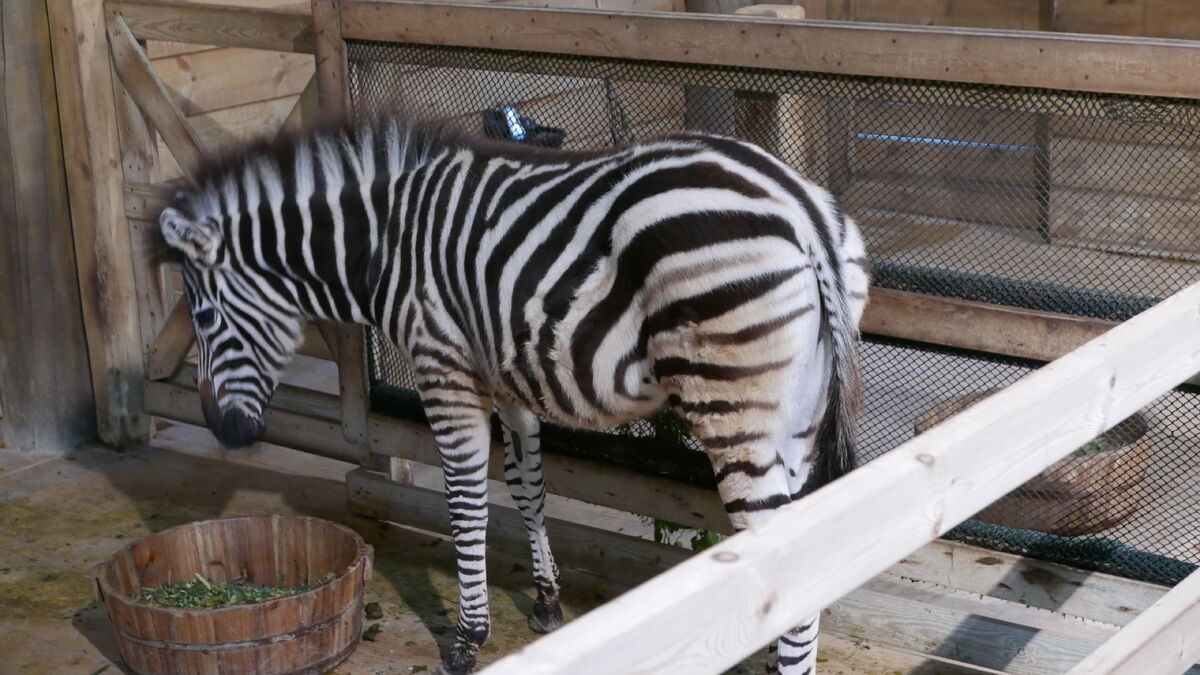 Chapman's Zebra NatureRules1 Wiki Fandom