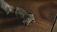 Murder She Purred: A Mrs. Murphy Mystery (1998)