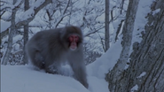 Wild Asia (2002)