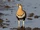 Black-faced Sandgrouse
