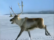 Animal Winter Games (2006)