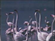 Birds of the Burning Soda (1975)