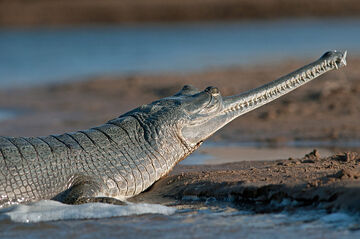 Indian Gharial | NatureRules1 Wiki | Fandom