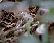 Jungle River (1995)