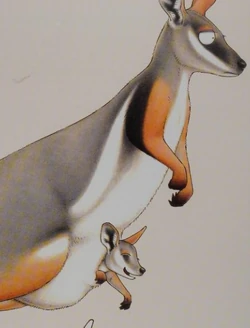 その他 Yellow Footed Wallaby [DVD] Australian Animal Replica - Yellow Footed Rock Wallaby 10cmH