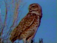 Night Hunters (1989)