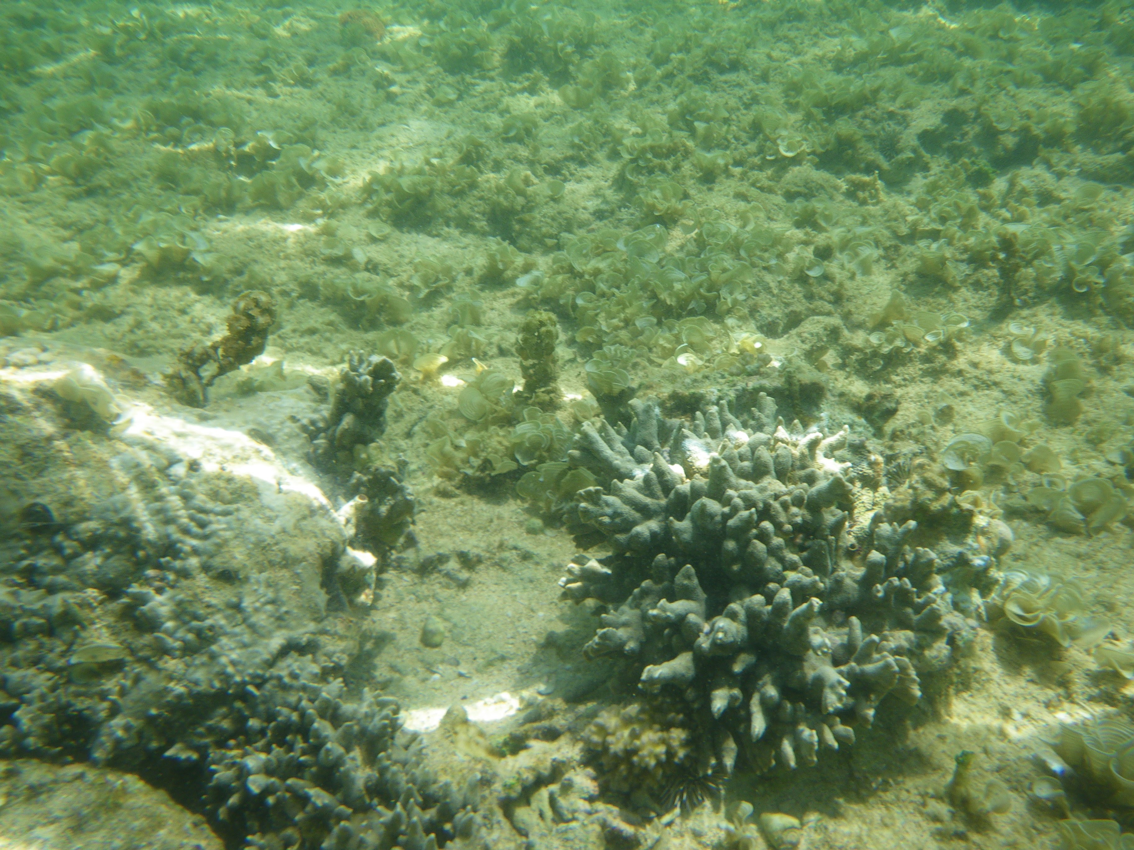 Branch Coral, NatureRules1 Wiki