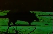 Sauvage Et Beau (1984)