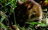 The Living Isles (1985)