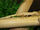 Lined Flat-Tail Gecko