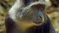 Diademed Monkey | NatureRules1 Wiki | Fandom
