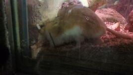 Mitchell's Hopping Mouse
