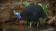 Wild Australia (2014)