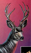 Zoobooks Nocturnal Animals Deer