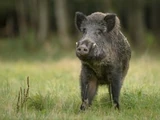 Wild Boar