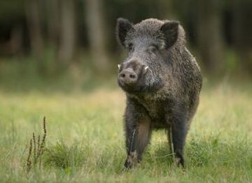 Large Black Pig, NatureRules1 Wiki