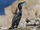 Brandt's Cormorant
