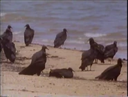 Amazon: The Flooded Forest (1989)