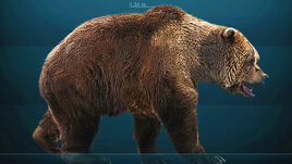 Bear, Cave