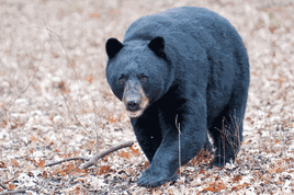 Bear black frontal