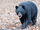 American Black Bear