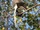 Black-shanked Douc