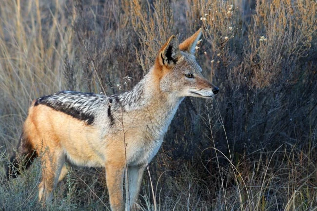 Black-backed Jackal | NatureRules1 Wiki | Fandom