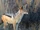 Black-backed Jackal