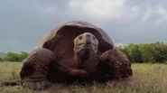 Galapagos: Nature's Wonderland (2014)
