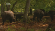 Viking Wilderness (2011)
