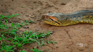World's Greatest Animal Encounters (2019)