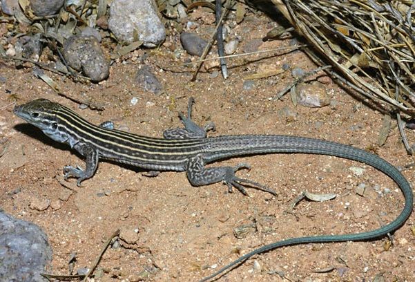 New Mexico Whiptail, NatureRules1 Wiki
