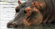 Extreme Animal Babies (2016)