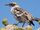 Galápagos Mockingbird