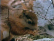 Partners in Pine (1991)