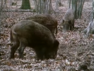 Really Wild Animals (1993-1998)