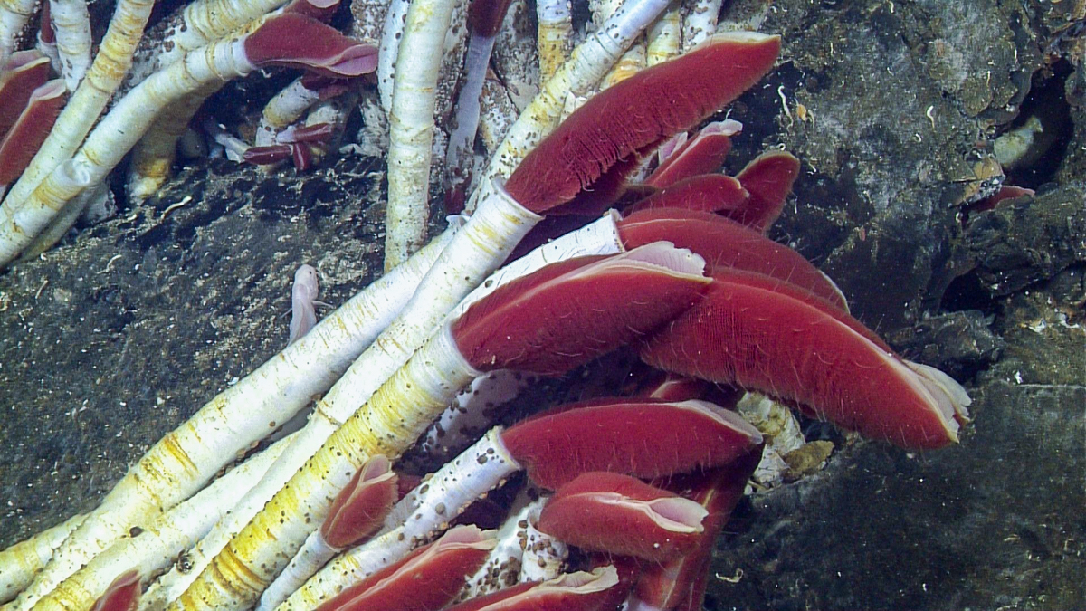 tube worms