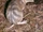 Eastern Barred Bandicoot