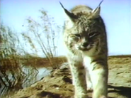 Wild Geese Calling (1969)