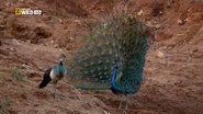 Wild Sri Lanka (2015)
