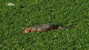 Wild Uganda (2018)