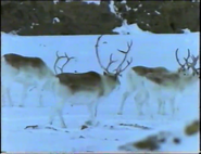 Wildlife on One (1977-2005)