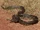 African Rock Python
