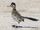 Greater Roadrunner