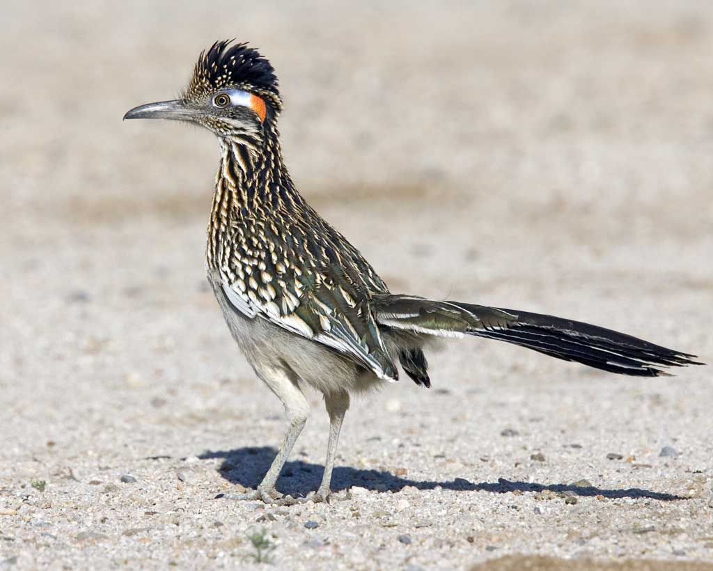 Greater Roadrunner, NatureRules1 Wiki