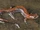 Southern Zigzag Salamander