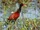 Wattled Jacana