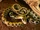 Beauty Rat Snake