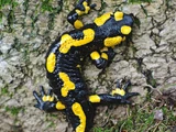 Fire Salamander