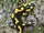 Fire Salamander